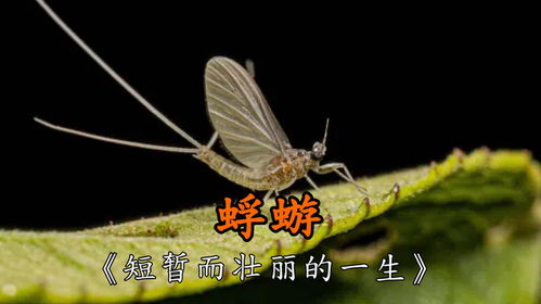 mayfly 蜉蝣（蜉蝣的短暂与美丽）