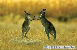 袋鼠图片（袋鼠图片，探索袋鼠的世界）