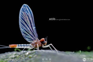 蜉蝣mayfly（蜉蝣的生命之旅，短暂而绚烂的Mayfly之旅）